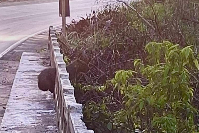 Foto: Divulgação - Capivara é resgatada ferida na BR-367 após mobilização de órgãos ambientais e PRF