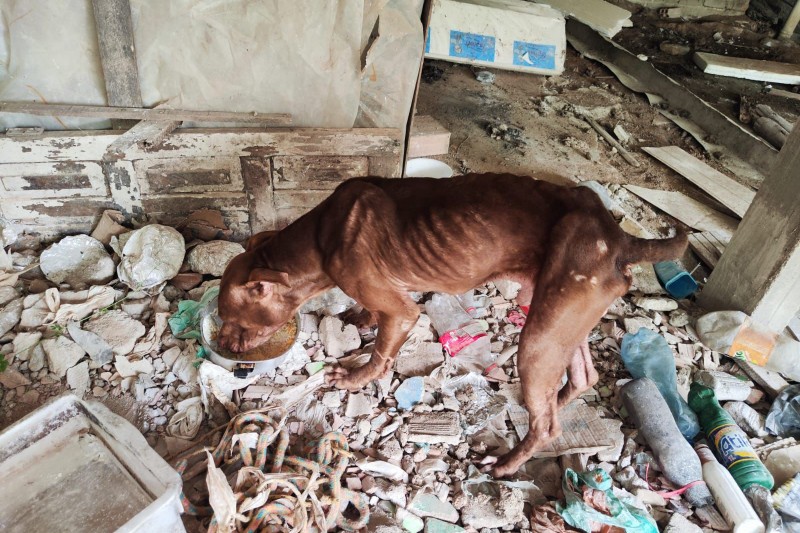 Foto: Divulgação - Polícia Militar resgata cachorro em situação de sofrimento e abandono na cidade de Eunápolis