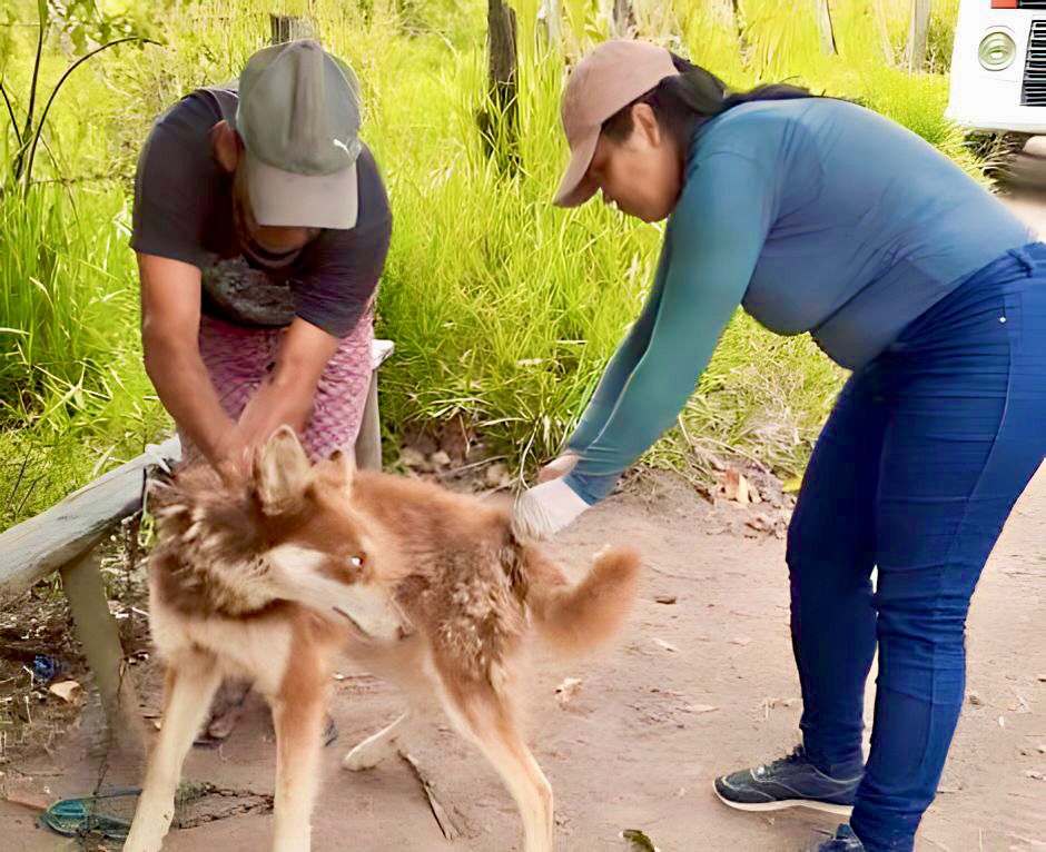 Campanha de vacinao contra raiva imuniza mais de 6 mil ces e gatos em Guaratinga. (Foto: Divulgao)