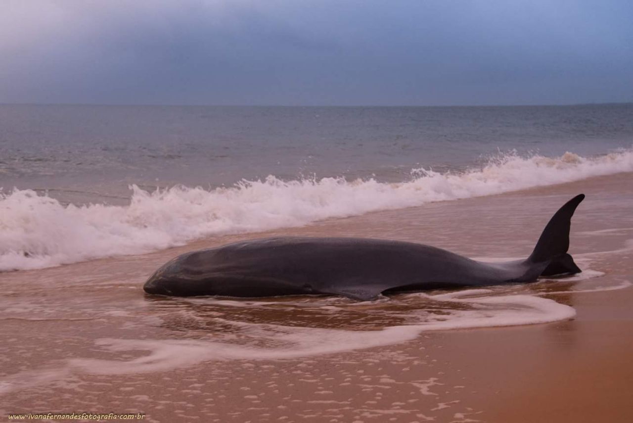 Baleia ficou encalhada em praia. (Foto: Reproduo/Facebook)