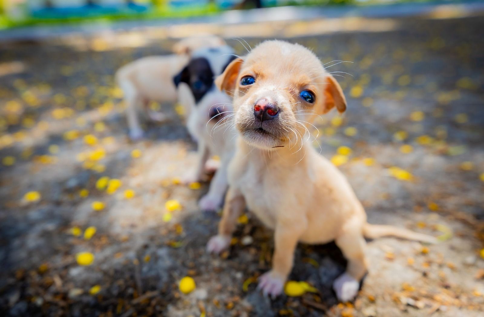 Prefeitura de Eun�polis fortalece campanha de ado��o animal