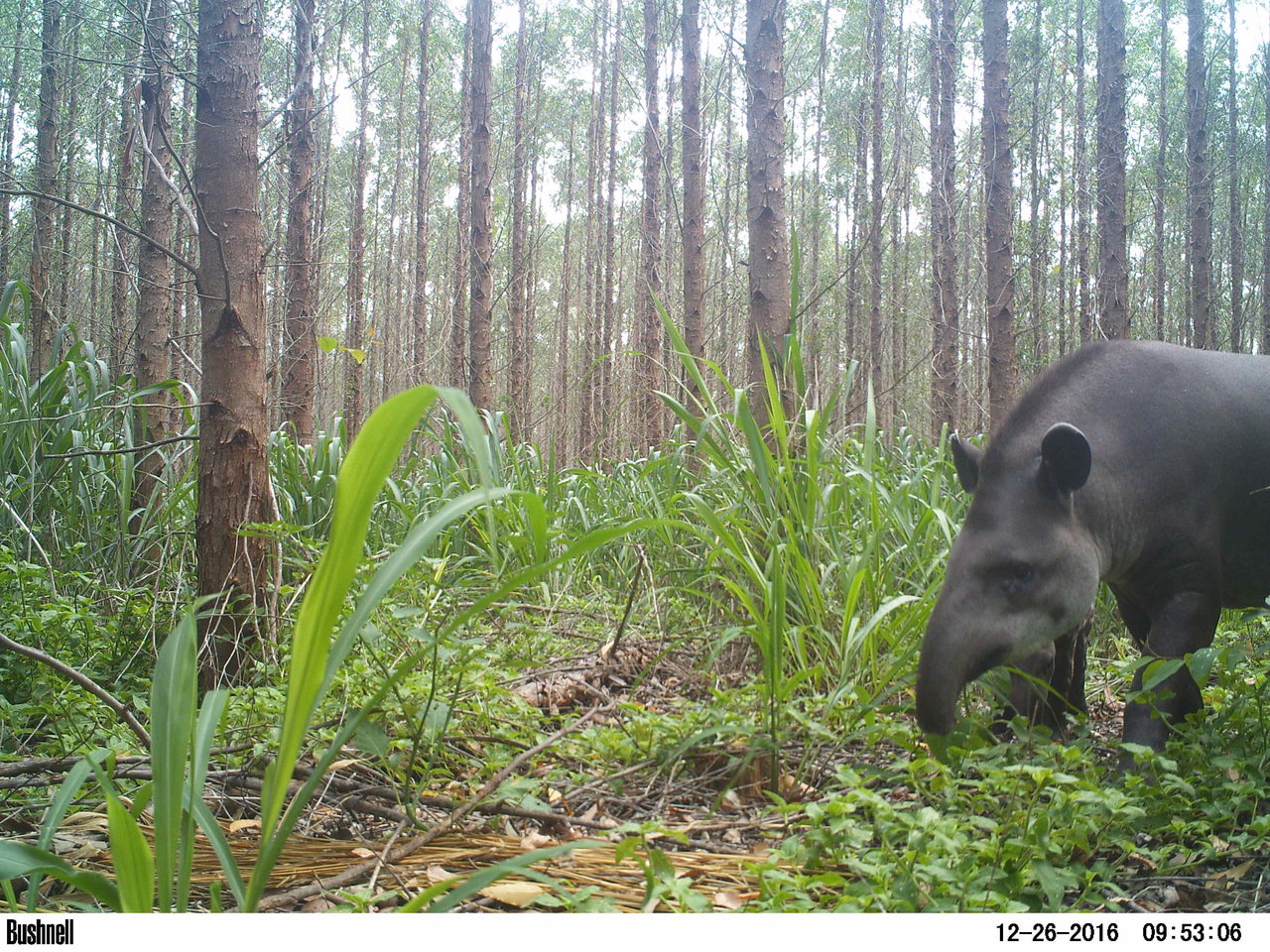 Anta-Tapirus Terrestris - (Foto: Daniel Henrique Homem/Suzano)