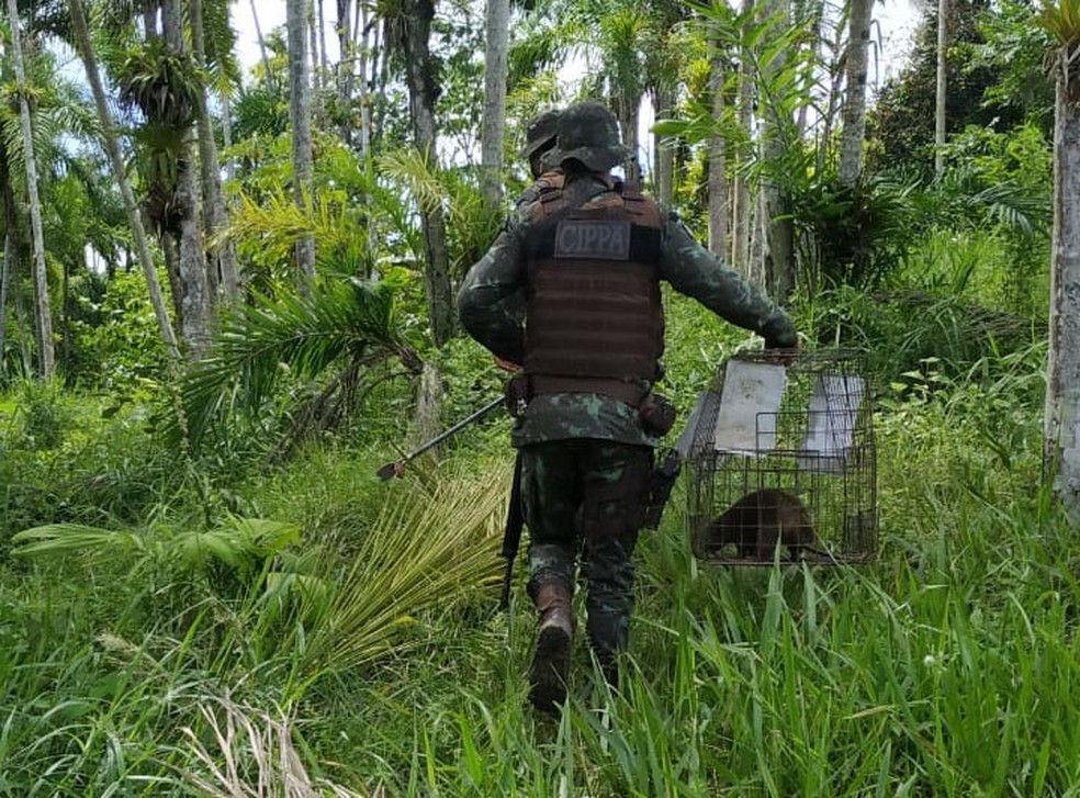  Flagrantes, solturas e resgates ocorreram durante ao da Companhia Independente de Polcia de Proteo Ambiental (CIPPA) em Eunpolis, Ilhus e Santa Cruz Cabrlia durante o final de semana. 