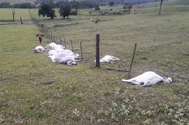 Dezesseis animais morrem eletrocutados por raio em fazenda de Itabela. (Foto: Divulgao)