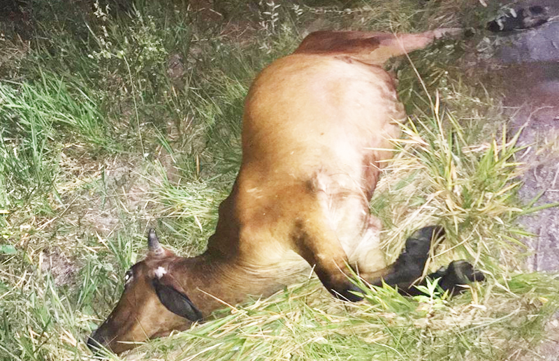 Motociclista morre aps colidir com vaca na BA-283. (Foto: Reproduo)