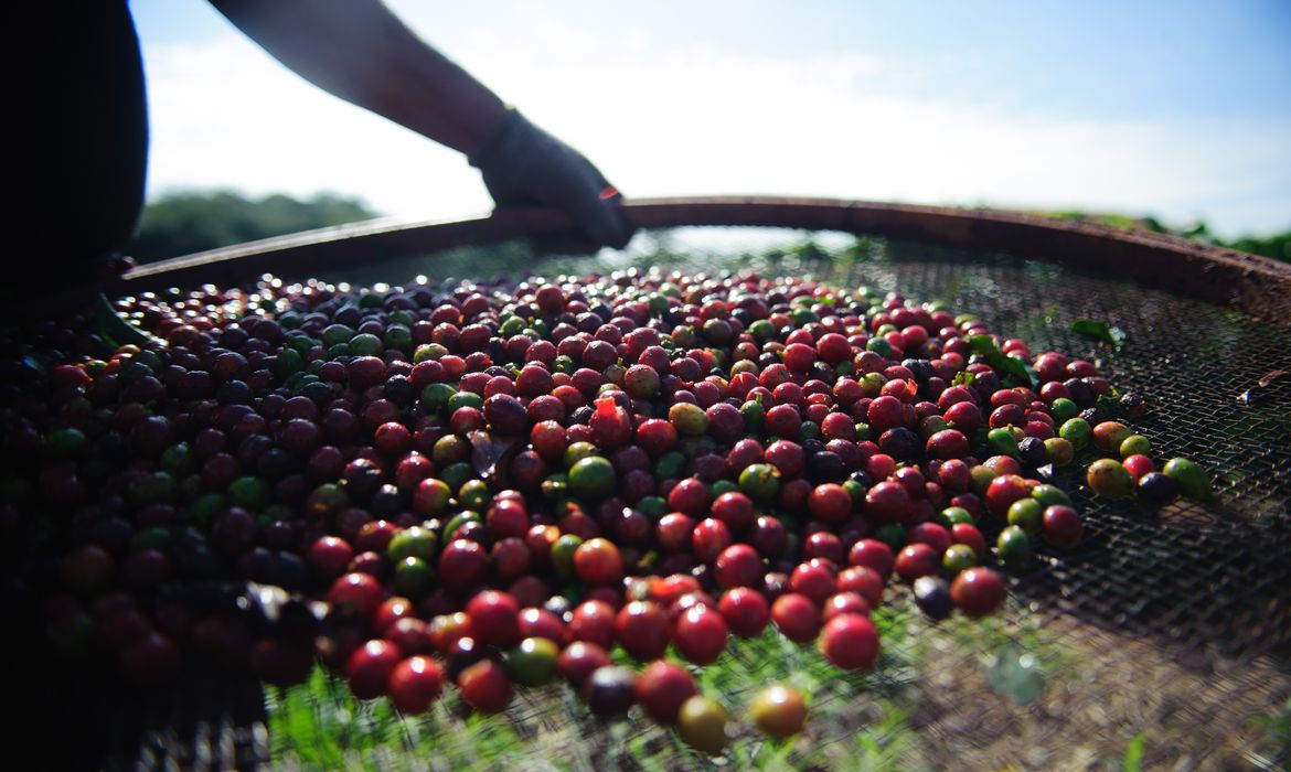 Em meio  pandemia, cafeicultores de Itabela recebem orientao para colheita. (Foto: Agncia Brasil)