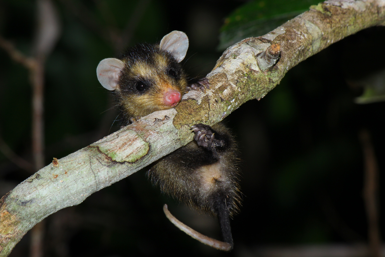 Gamba orelha preta -  Didelphis aurita (Foto: Fernando Igor de Godoi/ Veracel)