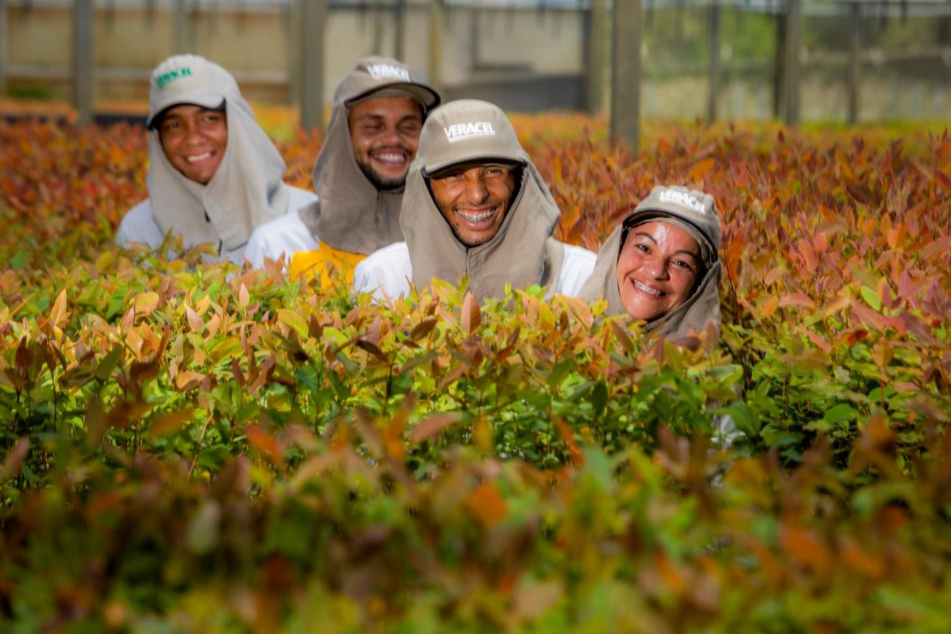 Trabalhadores da Veracel, durante o plantio de mudas de eucalipto. (Foto: Divulgao)