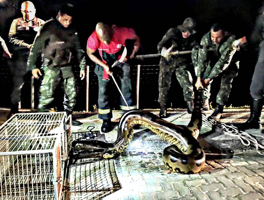 Bombeiros resgatam sucuri de 7 metros e 110 kg em Porto Seguro, sul da Bahia  Foto: Divulgao/Corpo de Bombeiro